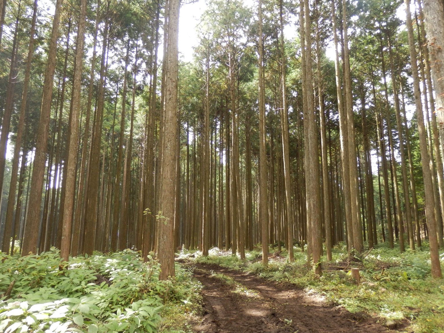 ヒノキ(桧):知っておきたい日本の木材~その特徴と物語~ | MORiP!