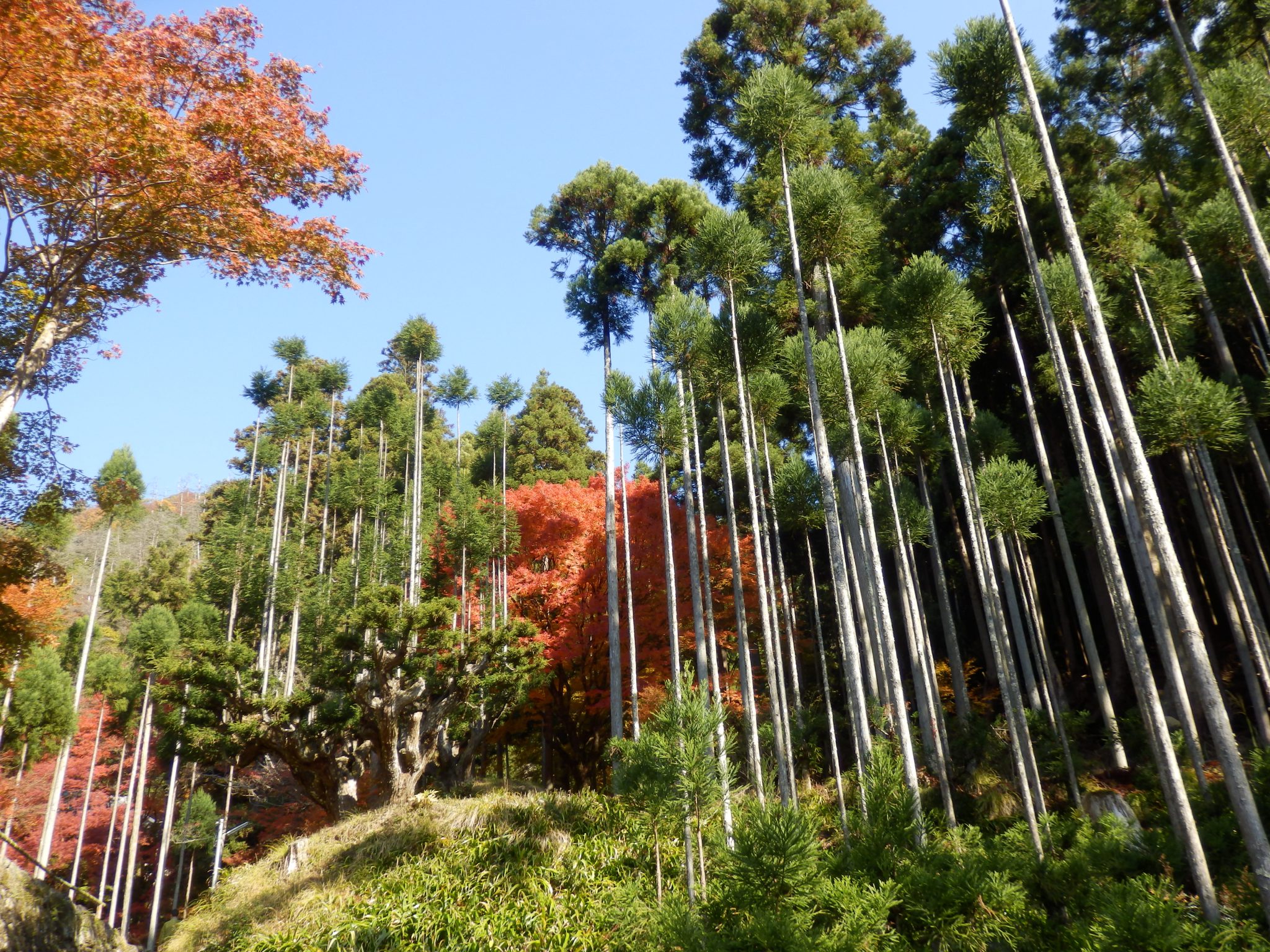 スギ(杉):知っておきたい日本の木材~その特徴と物語~ | MORiP!